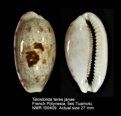 Talostolida teres janae (3).jpg - Talostolida teres janae (Lorenz,2002)